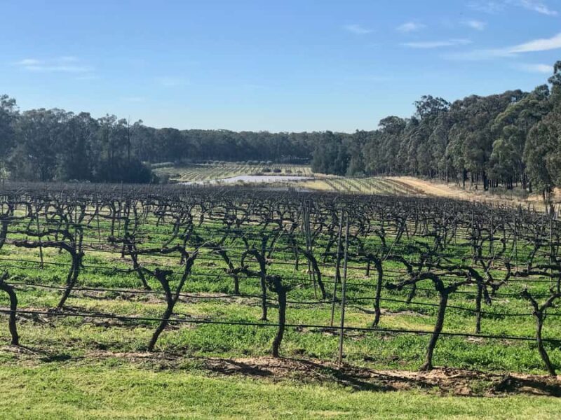 From Sydney: Hunter Valley Wine Tasting & Winery Picnic Tour - Logistics and Practical Tips