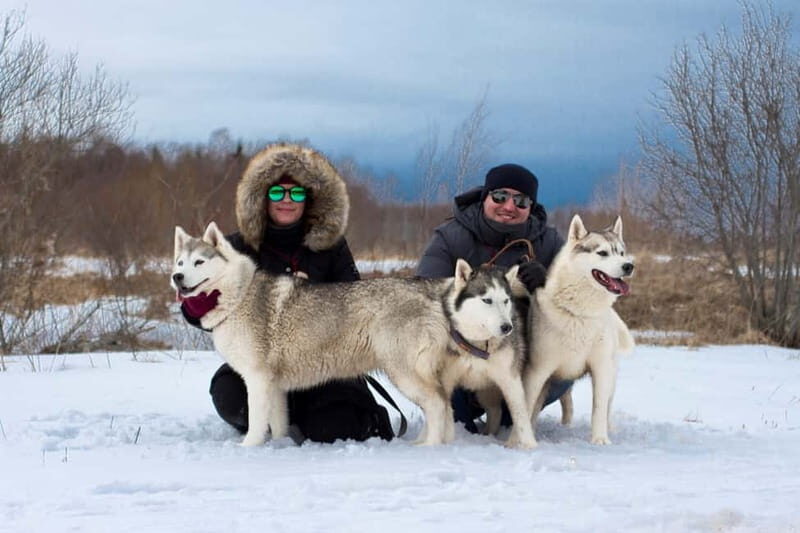 From Tallinn: Husky Park Tour with Cani-Cross Hike - FAQ