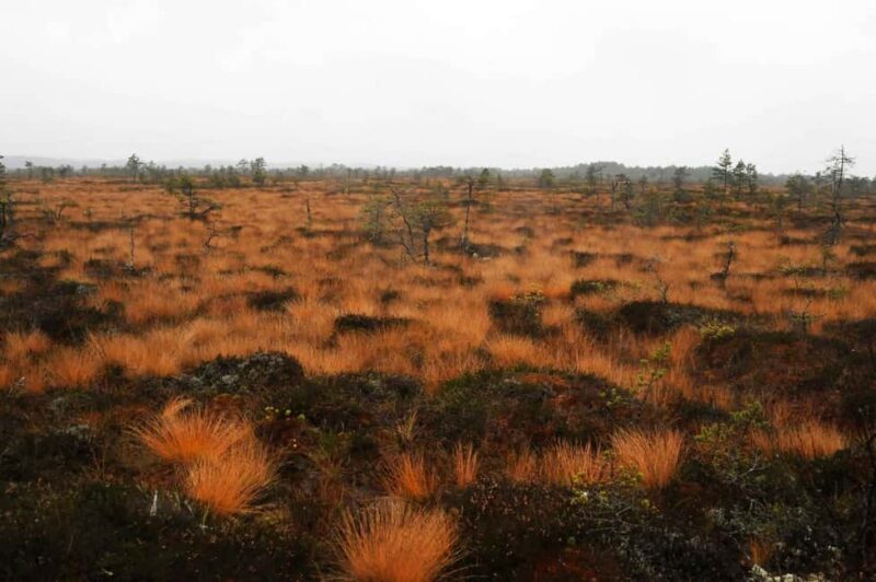 From Tallinn: Jägala Waterfall and Bog Walk Tour - What to Expect on the Tour