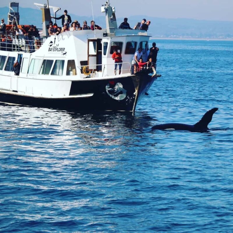 From Tauranga: Dolphin and Wildlife Cruise - Who Should Consider This Tour?