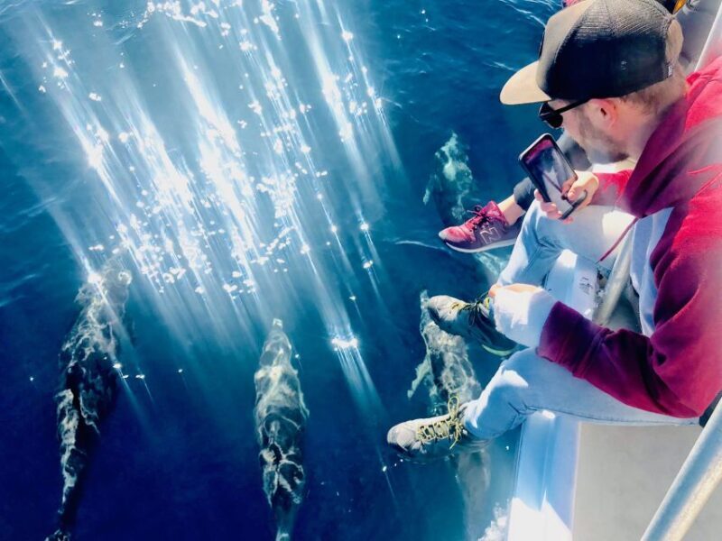 From Tauranga: Dolphin and Wildlife Cruise - Frequently Asked Questions