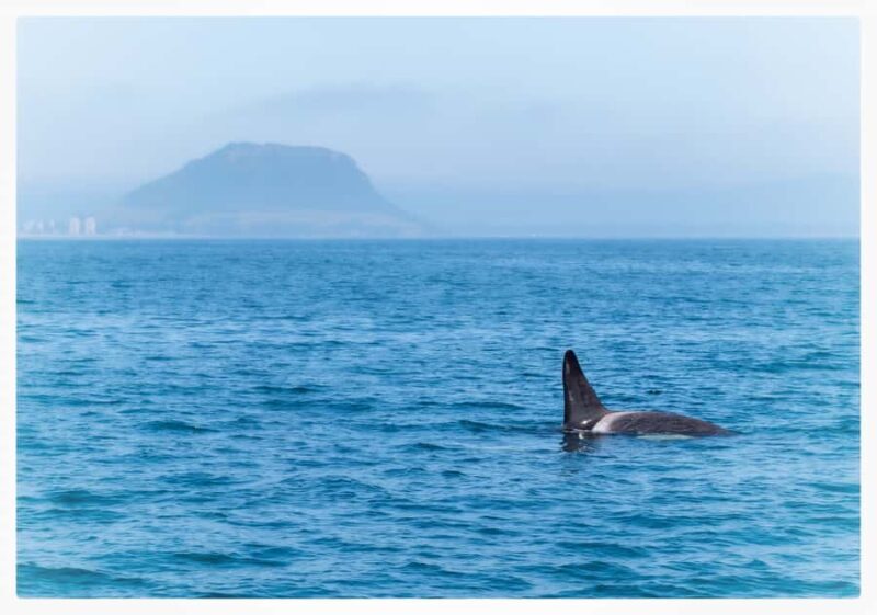 From Tauranga: Half-Day Swimming with Dolphins Tour - What to Expect on the Tour