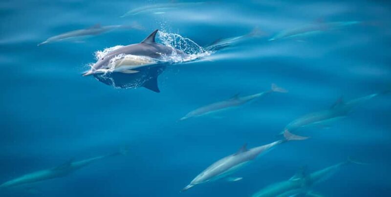 From Tauranga: Half-Day Swimming with Dolphins Tour - Real Experiences from Travelers