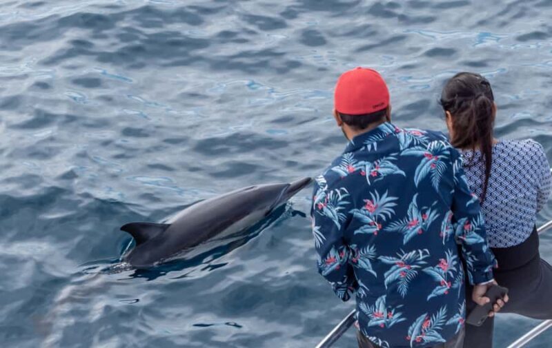 From Tauranga: Half-Day Swimming with Dolphins Tour - Who Is This Tour Best For?