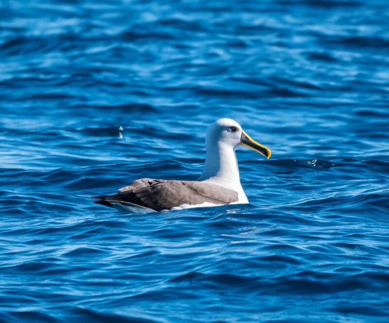 From Tauranga: Half-Day Swimming with Dolphins Tour - Final Thoughts