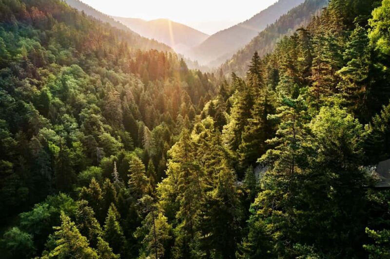 From Tbilisi: Borjomi National Park & Green Monastery Tour - What to Expect on the Day