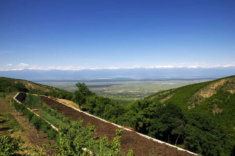 From Tbilisi: Kakheti & Sighnaghi Guided Day Trip with Wine - Who Should Consider This Tour?