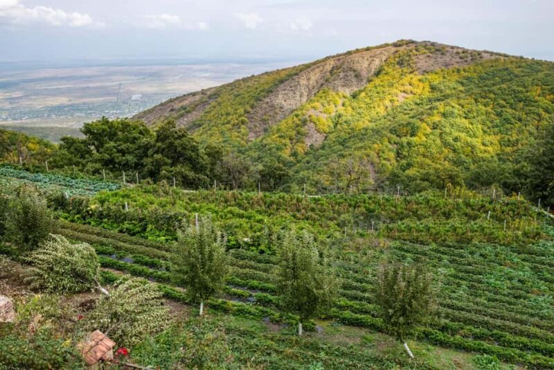 From Tbilisi: Private Bodbe & Sighnaghi Tour - A Close Look at the Experience