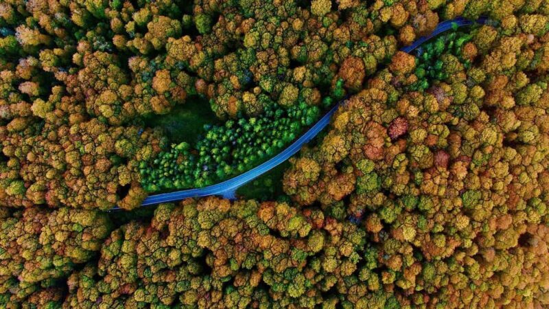 From Tbilisi: Sabaduri Forest, Chronicles & Bear Zoo - Key Points