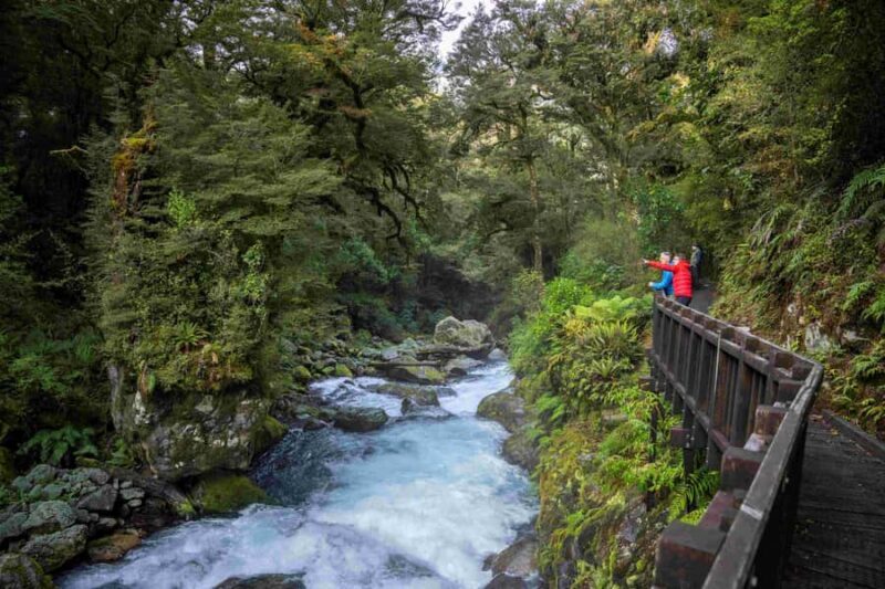 From Te Anau: Milford Sound Coach, Cruise, and Walks - Scenic Stops and Walks—Getting Off the Beaten Track