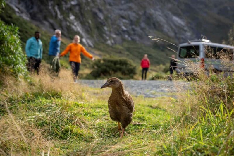 From Te Anau: Milford Sound Coach, Cruise, and Walks - Price and Value—Is It Worth It?