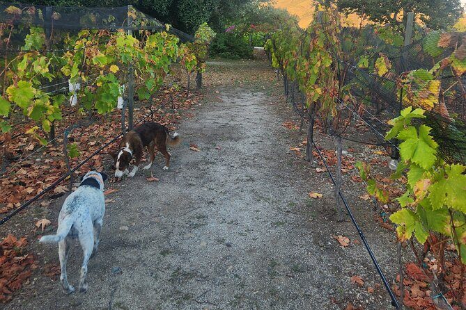 From the Border Valle de Guadalupe Private Wine Tour - Pricing & Value