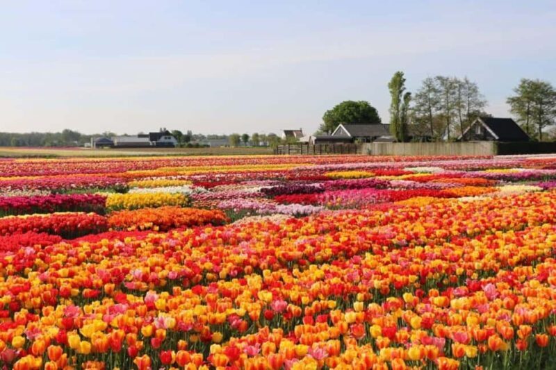 From The Hague: Private Tour To Keukenhof & Tulip Experience - Potential Downsides