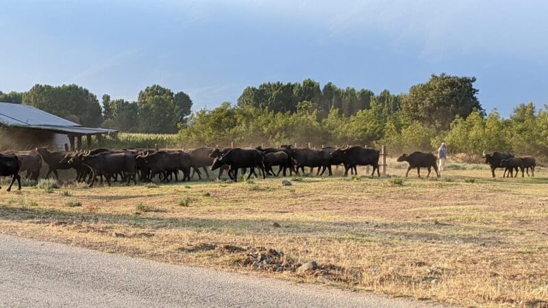 From Thessaloniki: Lake Kerkini, Boat Ride & Winery Day Tour - Discovering Lake Kerkini: Nature and Wildlife Up Close