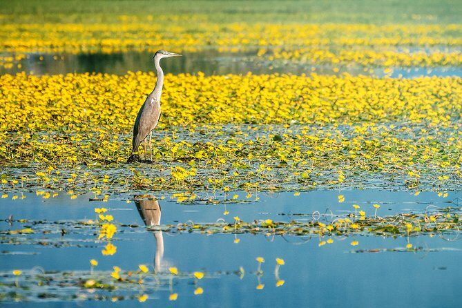 From Thessaloniki: Private Day Trip to Kerkini Lake - What’s This Tour All About?