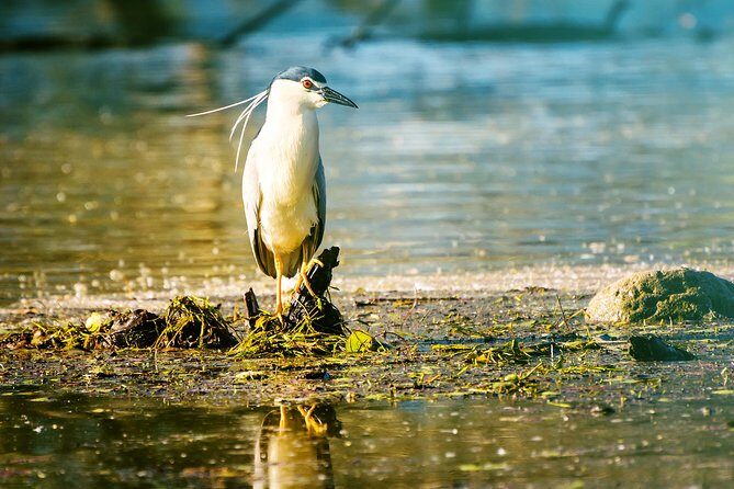 From Thessaloniki: Private Day Trip to Kerkini Lake - Who Is This Tour Best For?