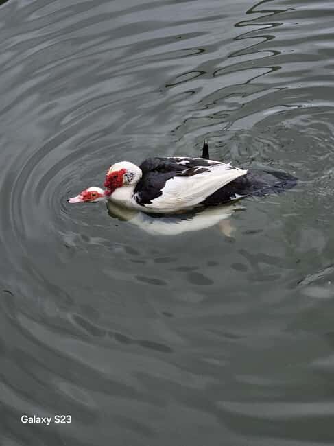 From Tirana: Berat Day Trip with Belshi Lake - FAQ