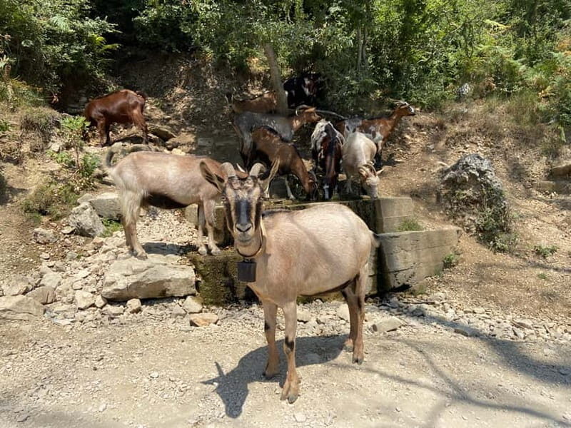 FROM TIRANA: Bovilla Lake & Gamti Mountain Hiking Trip - Key Points