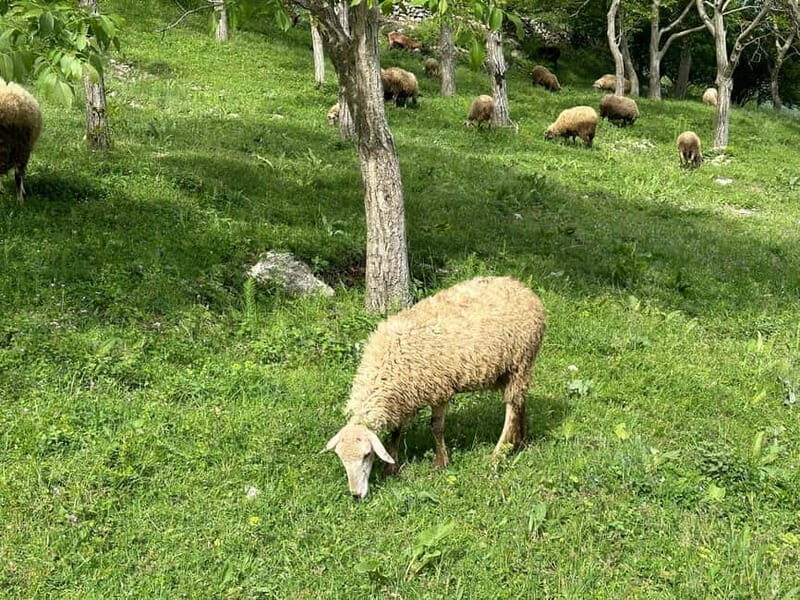 From Tirana: Bovilla Lake & Gamti Mountain Viewpoint Hike - The Sum Up
