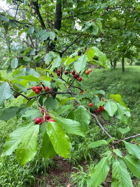 From Tirana/Durres: THINK GLOBAL, ACT AS A LOCAL - Exploring the Essence of Albanian Village Life