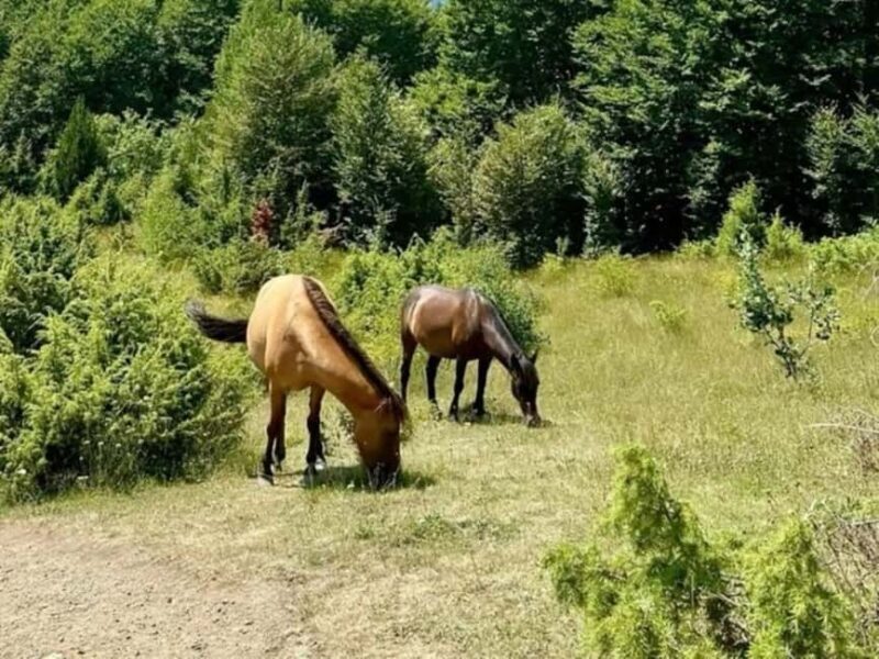 From Tirana: Valbona Valley and Prizren 2 Day Tour - Practical Details and Tips