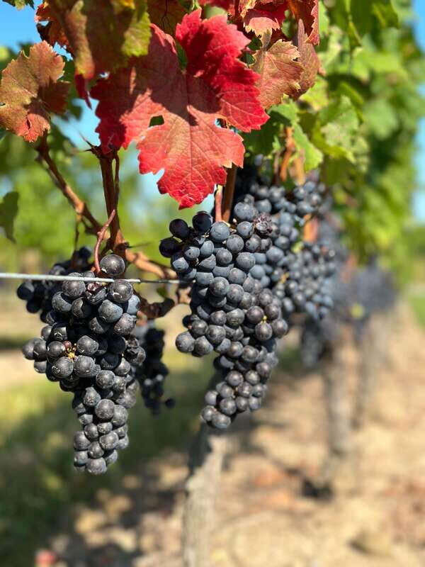 From Toronto: Niagara Falls Day Trip & Wine Tasting - What to Expect on the Tour