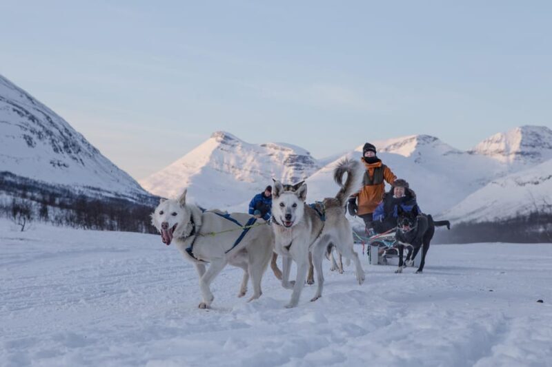 From Tromsø: Advanced Dog Sledding Tour at Camp Tamok - Setting Off from Tromsø – How the Day Unfolds