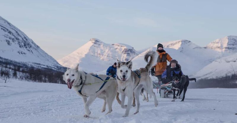 From Tromsø: Advanced Dog Sledding Tour at Camp Tamok - Who Is This Tour Best For?