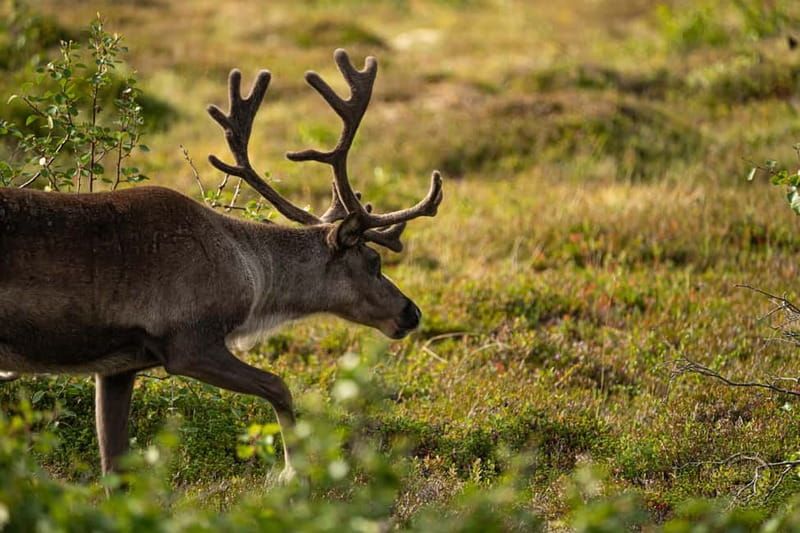 From Tromsø: Arctic Roadtrip: fjords tour with scenic picnic - The picnic by the Arctic sea: vegan sandwich, cookies, hot tea