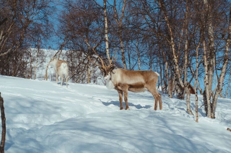 From Tromsø: Daytime Reindeer Sledding at Camp Tamok - Key Points