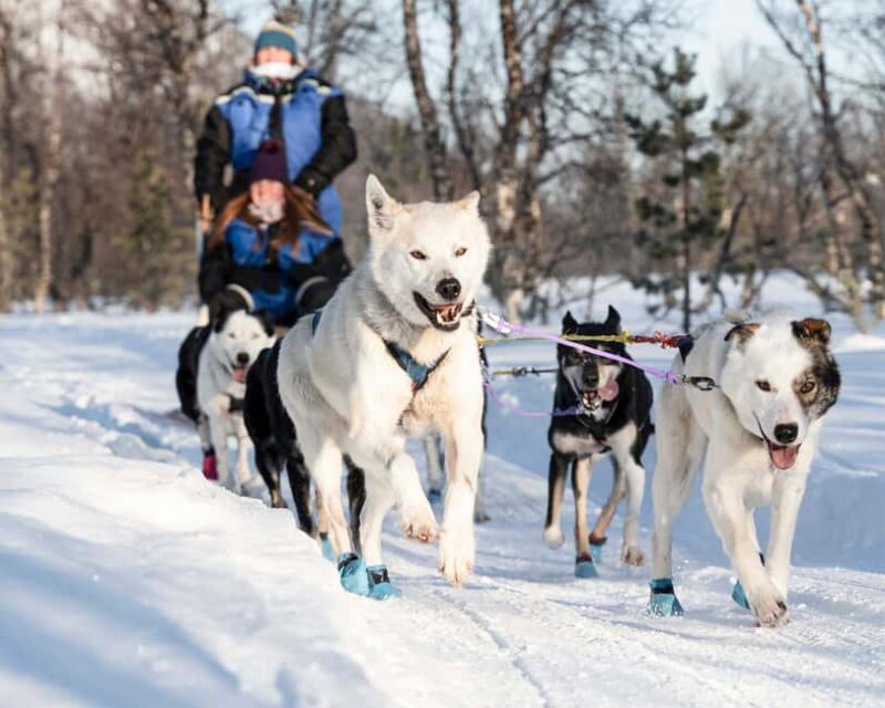 From Tromsø: Dog Sledding Experience with Transfer - Key Points