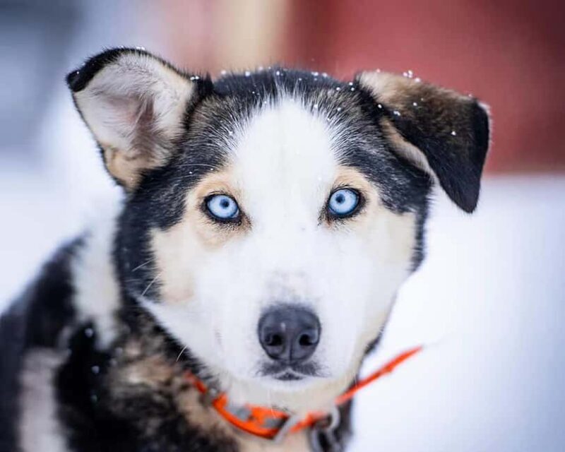 From Tromsø: Dog Sledding Experience with Transfer - What to Expect from the Dog Sledding Tour