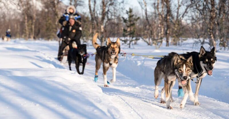 From Tromsø: Fun and Easy Dog Sledding Adventure - A Closer Look at the Tromsø Dog Sledding Tour