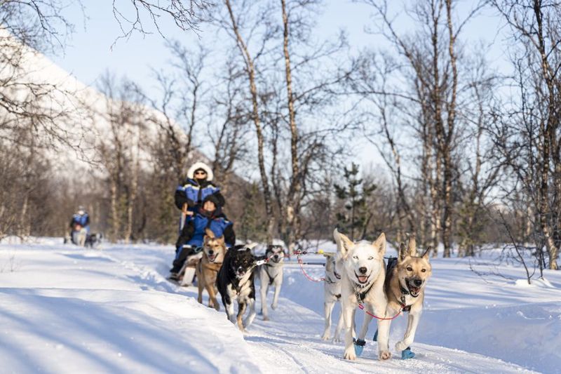 From Tromsø: Fun and Easy Dog Sledding Adventure - On the Sled Behind Huskies: Open Fields, Forest Trails, and Real Power