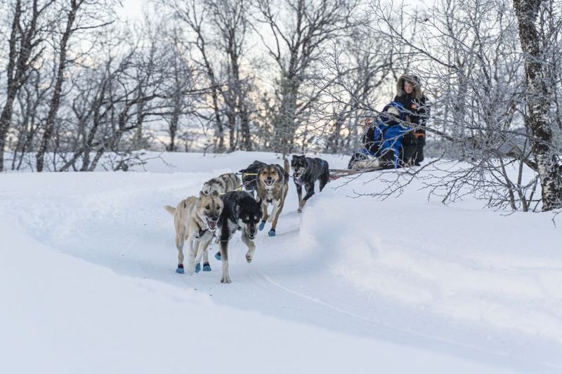 From Tromsø: Fun and Easy Dog Sledding Adventure - Meet the Dogs and Puppies: More Than a One-Time Photo Op