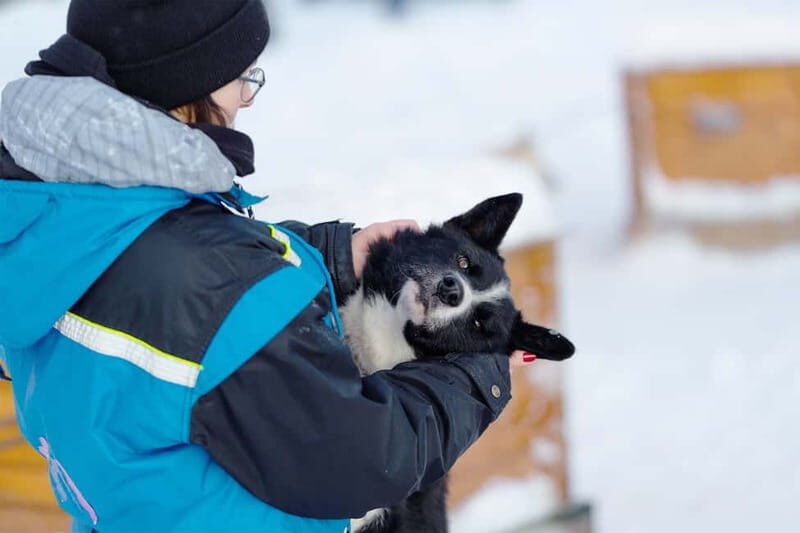 From Tromsø: Husky Experience with Self-Drive Dog Sled Ride - Key Points