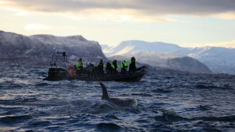 From Tromsø or Skjervøy: Whale Safari by RIB Boat - Key Points