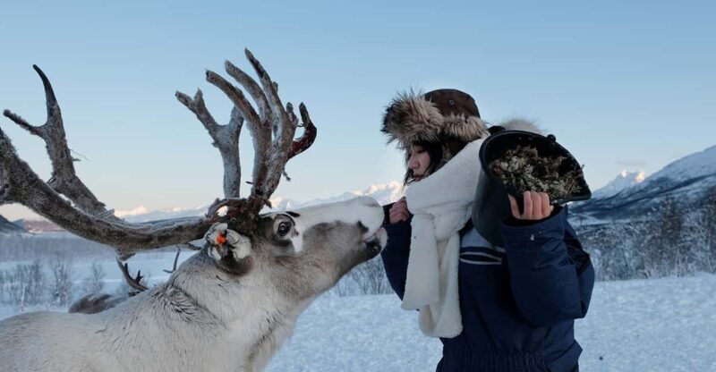 From Tromsø: Reindeer Feeding and Sami Experience with Lunch - What Are the Pros?