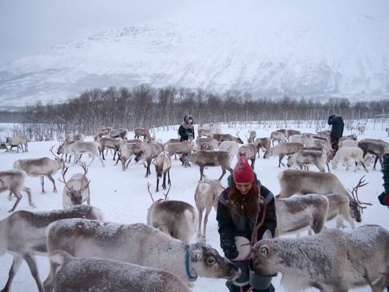 From Tromsø: Reindeer Feeding and Sami Experience with Lunch - Final Thoughts
