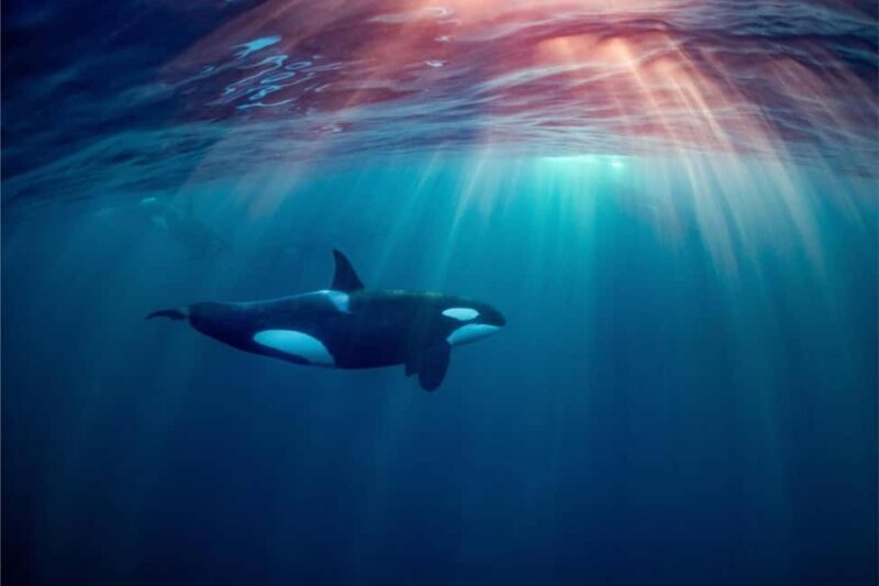 From Tromsø: Skjervoy Whale Watching RIB Boat Tour - What’s Included & What to Bring