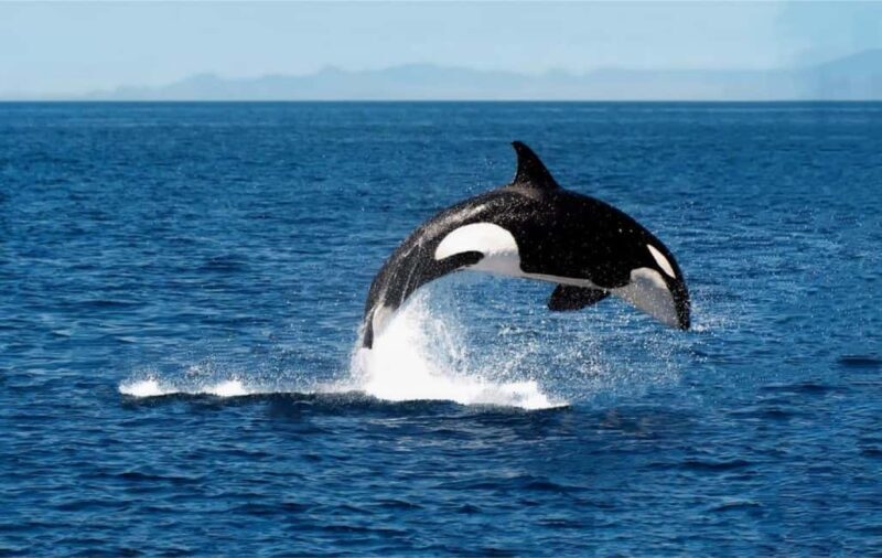 From Tromsø: Skjervoy Whale Watching RIB Boat Tour - Who Is This Tour Best For?