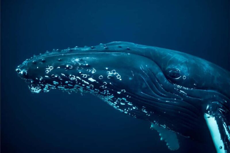 From Tromsø: Skjervoy Whale Watching RIB Boat Tour - FAQs