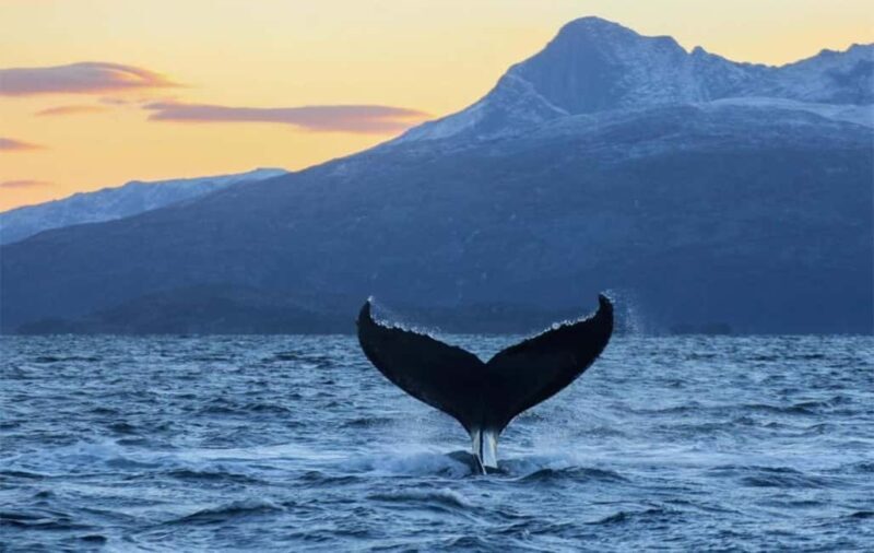 From Tromsø: Skjervoy Whale Watching RIB Boat Tour - Wrapping It Up