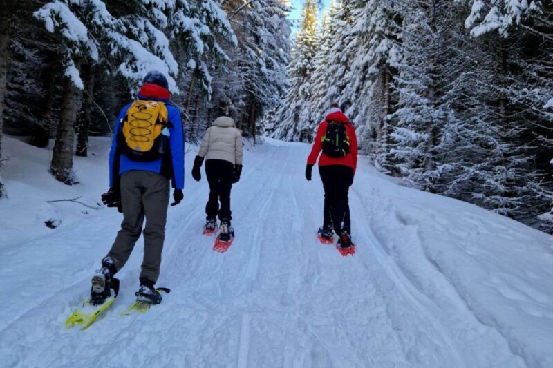 From Tromsø: Snowshoe Hike in the Arctic - What to Expect from the Snowshoe Hike in Tromsø