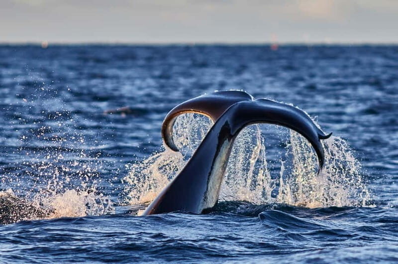 From Tromso: Whale Watching in Magic Skjervoy - Exploring Norway’s Whale Watching Adventure