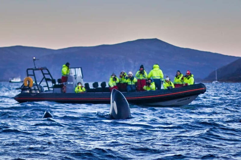 From Tromso: Whale Watching in Magic Skjervoy - The Sum Up