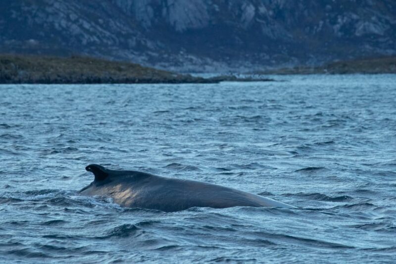 From Tromsø: Whale Watching RIB Safari at Skjervøy - Key Points
