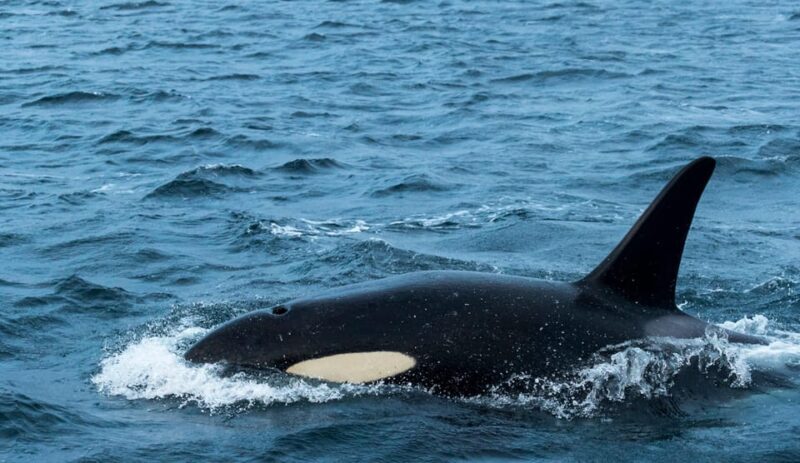 From Tromsø: Whale Watching RIB Safari at Skjervøy - What Makes This Tour Stand Out?