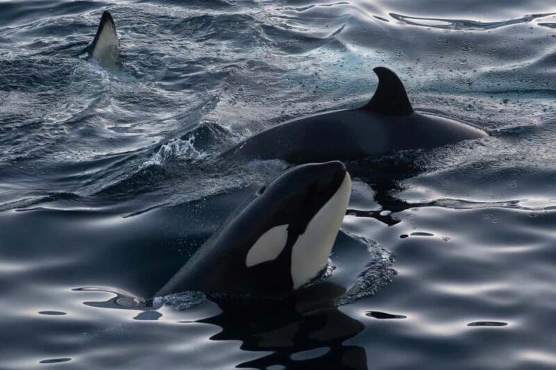 From Tromsø: Whale Watching Safari on High-Speed Catamaran - Key Points