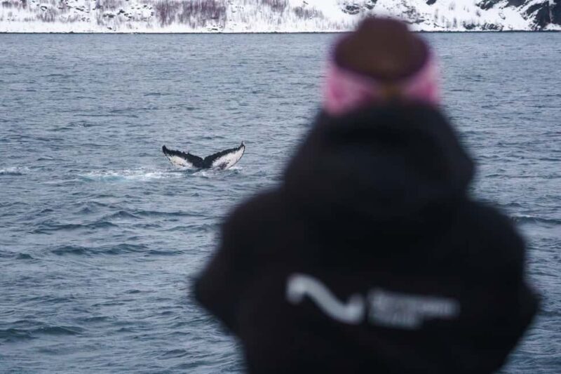 From Tromsø: Whale Watching Safari on High-Speed Catamaran - An In-Depth Look at the Whale Watching Experience